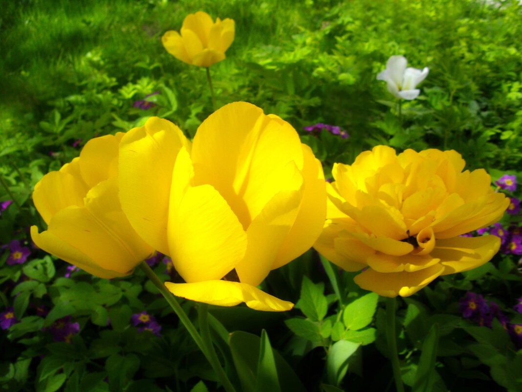 Жёлтые тюльпаны в нашем дворе. - Лия ☼