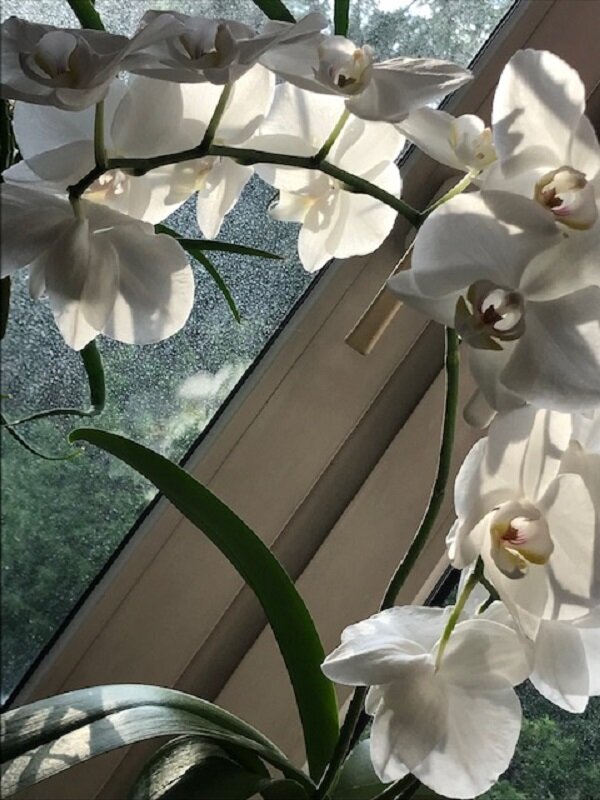 Весенняя орхидея - Татьяна Юрасова