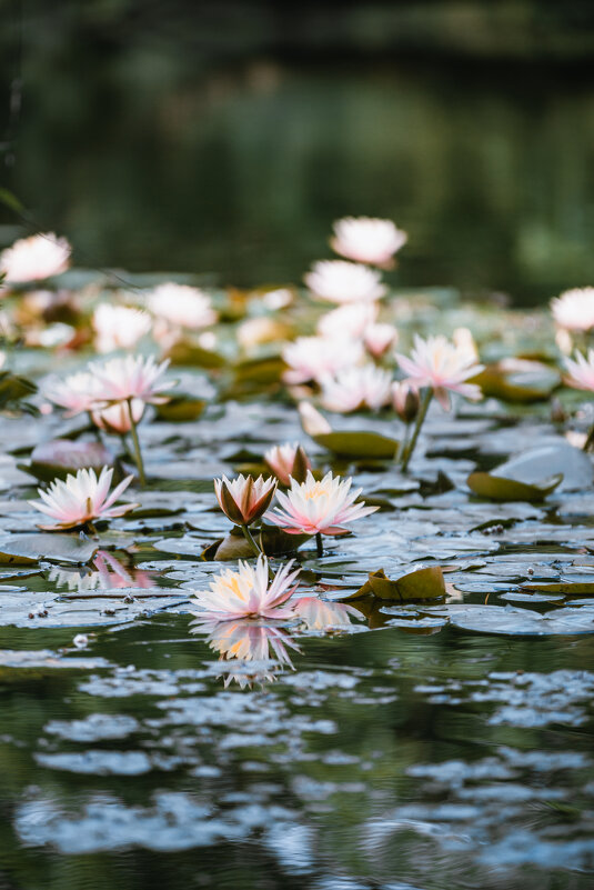 Водяные лилии на озере Сиху - Дмитрий 