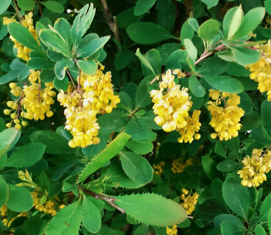 жёлтые цветы барбариса - Георгиевич 