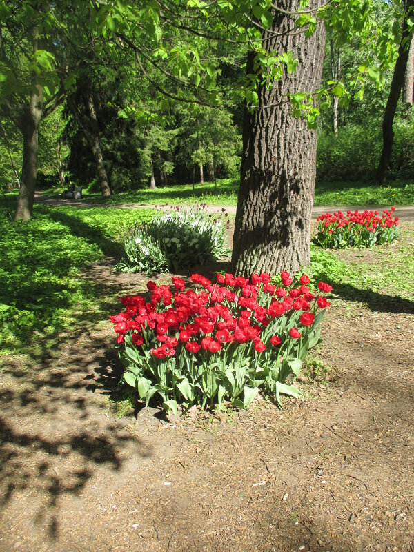 Фестиваль тюльпанов на Елагином острове - Маера Урусова