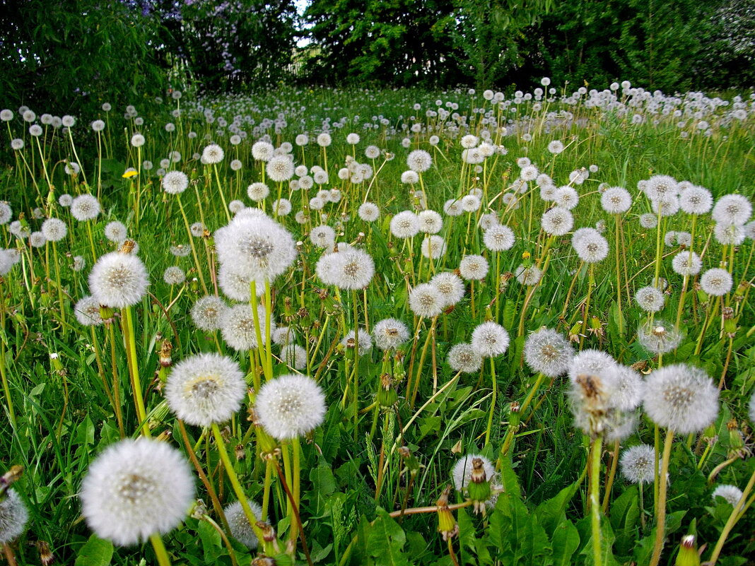 Одуваны отцвели.☺ - Лия ☼