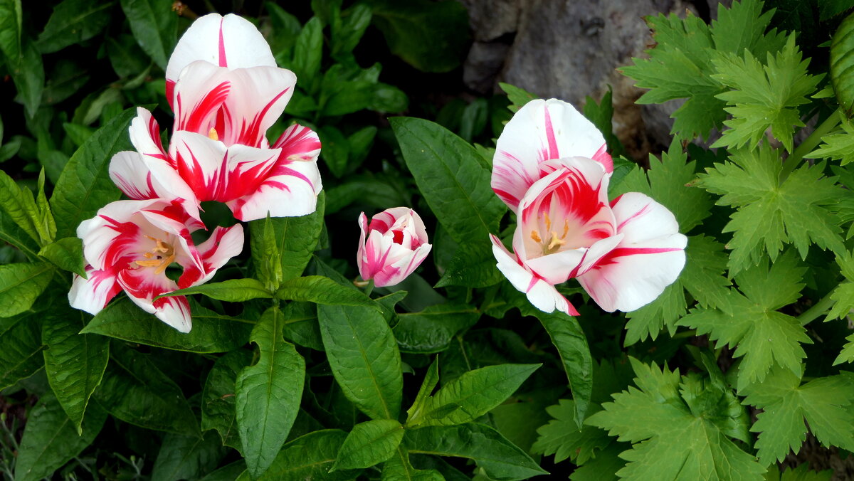 Botanische Gärten von Schloss "Trauttmansdorff" in Meran / Südtirol - Italien - "The Natural World" Александер