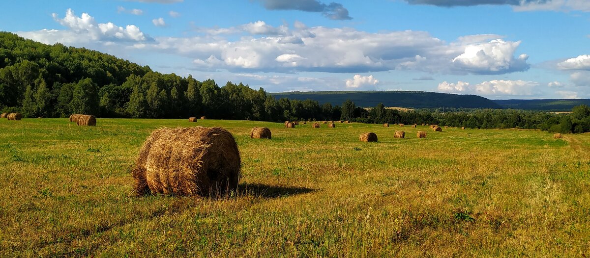 Лето - Пасечник 