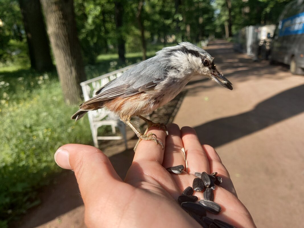 Поползень - Сапсан 