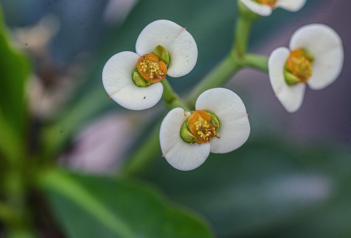 Круиз по балкончику  -Euphorbia milii - Осень 