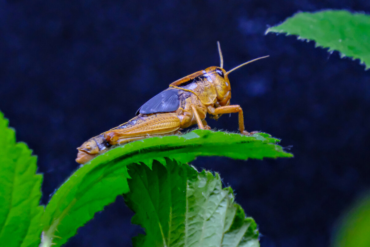 Гигантское насекомое-палочник (Heteropteryx dilalata) :: Георгий А –  Социальная сеть ФотоКто