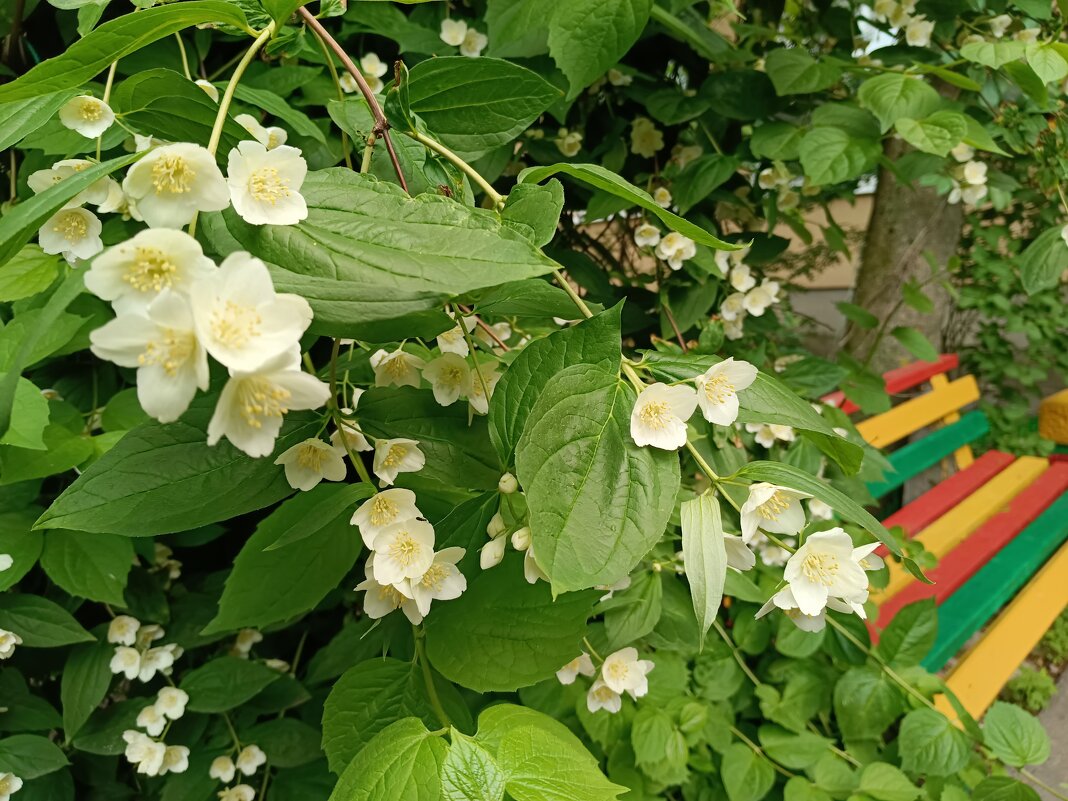 Куст жасмина у скамейки - Мария Васильева