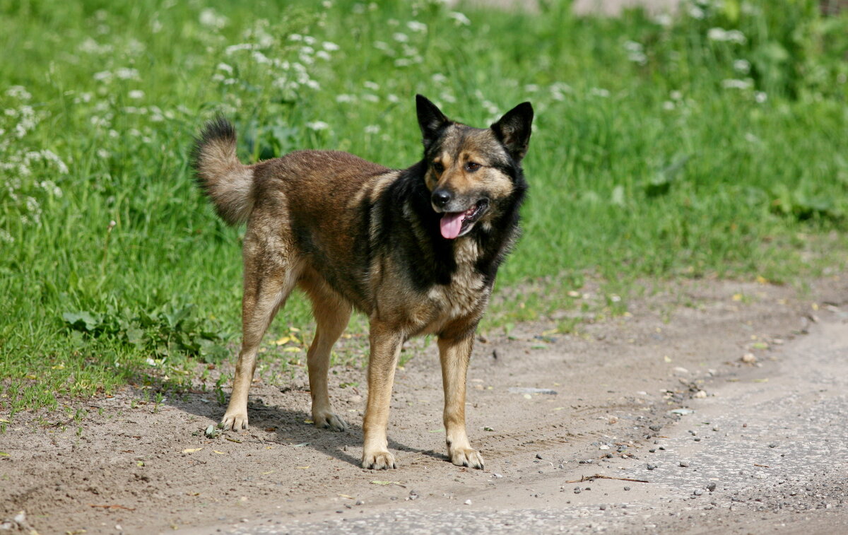 Дружок - Андрей Зайцев