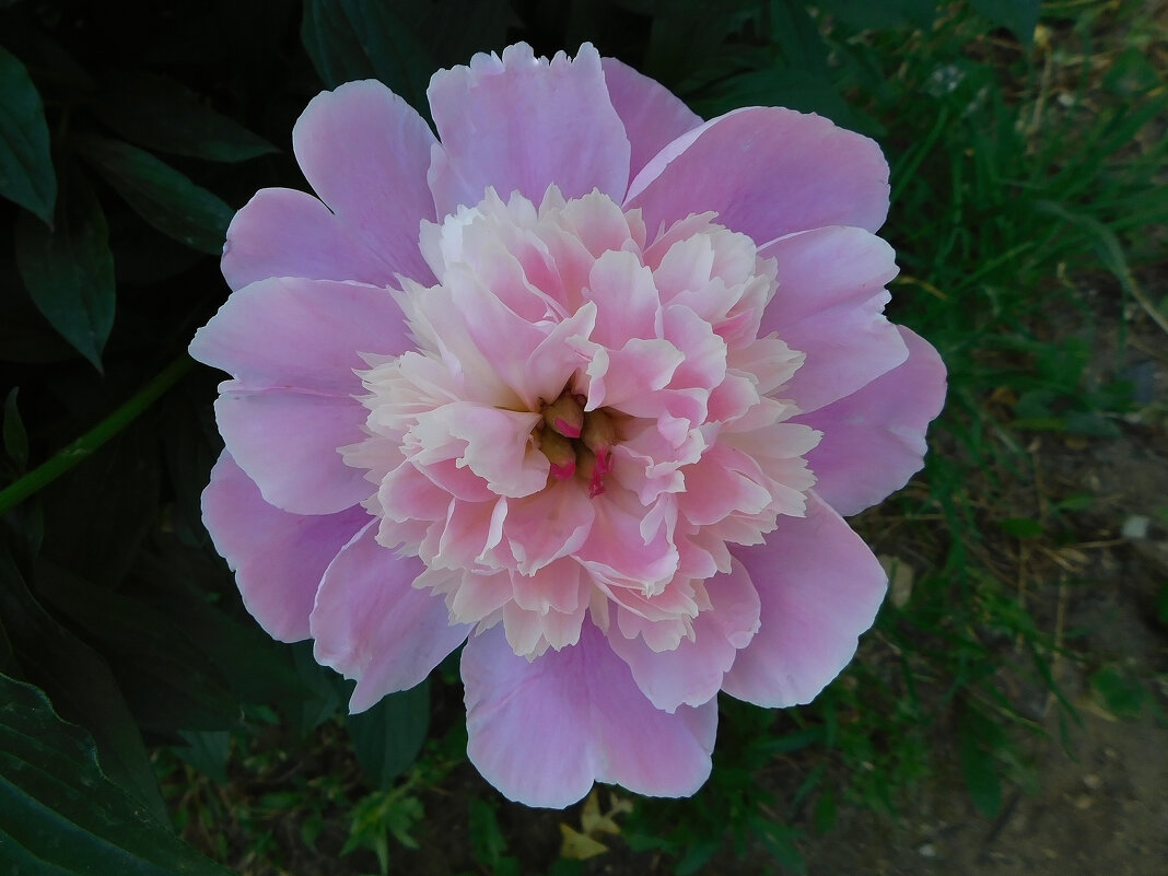 Розовый пион - Наиля 