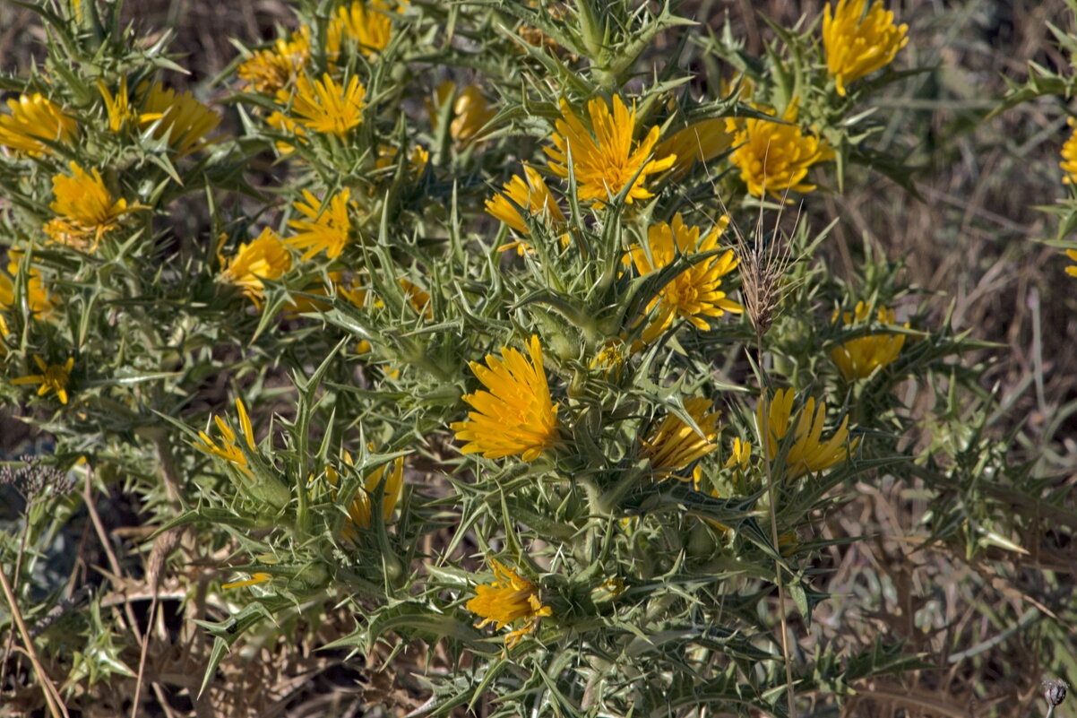 scolymus hispanicus - Giant Tao /