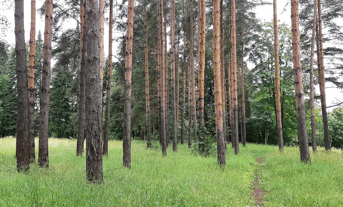 Баболовский парк - Наталья Герасимова