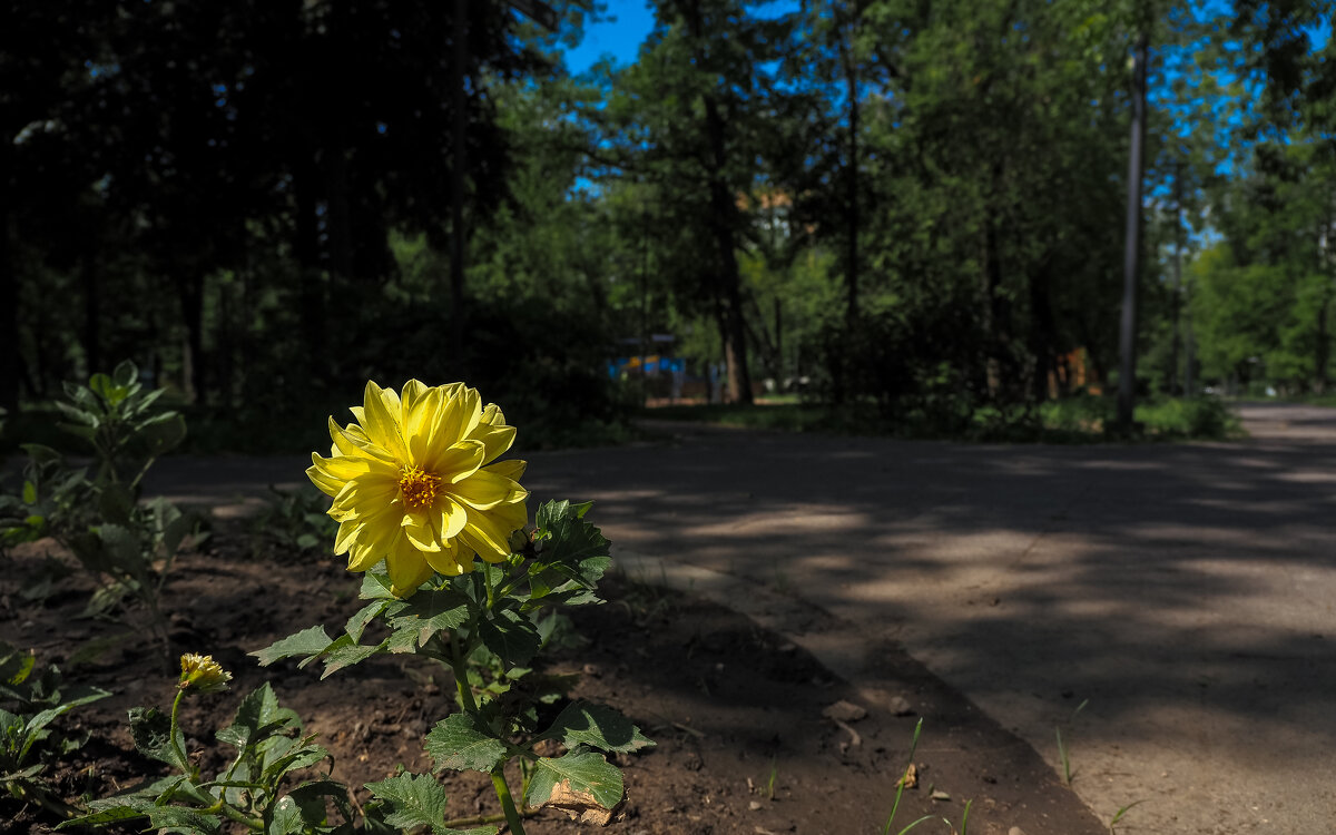 Природа в Городе - юрий поляков