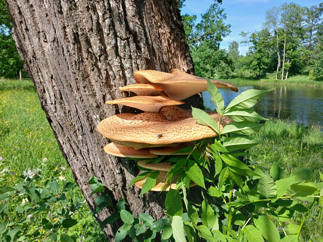 Вот что на дереве выросло, на радость мухе :-) - Лия ☼