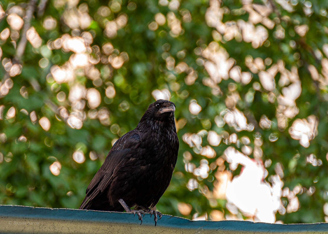 Чёрная ворона (Corvus corone). Птицы Сибири. - Вадим Басов