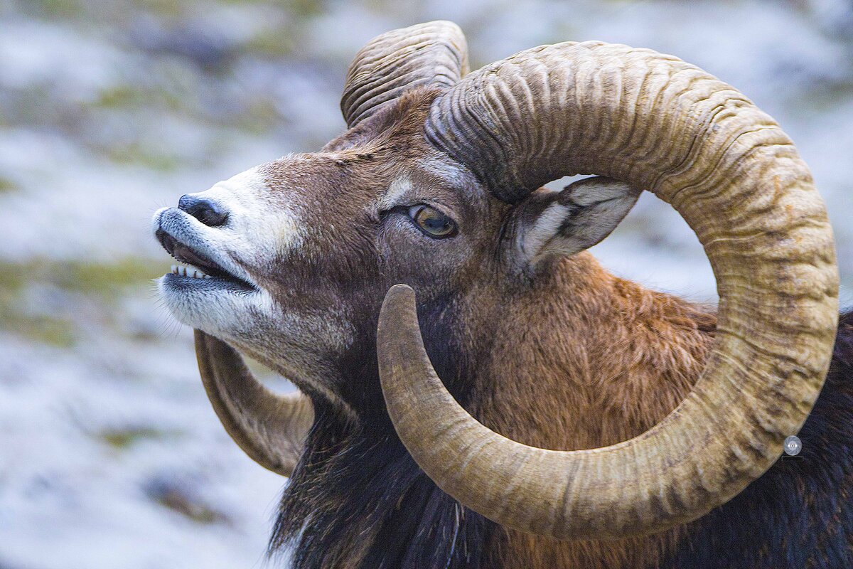 Mouflon - Al Pashang 