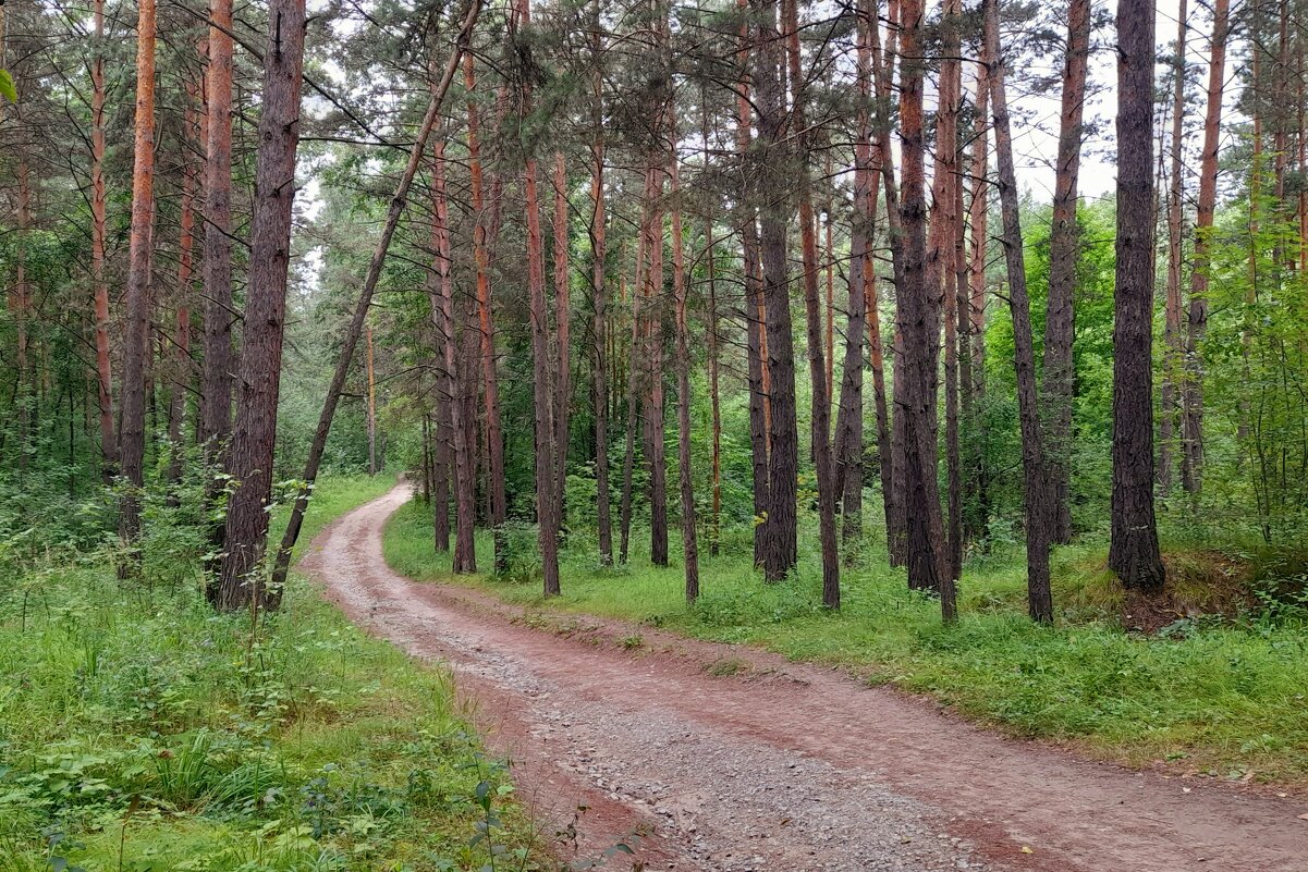 По лесной дороженьке к морю . - Мила Бовкун