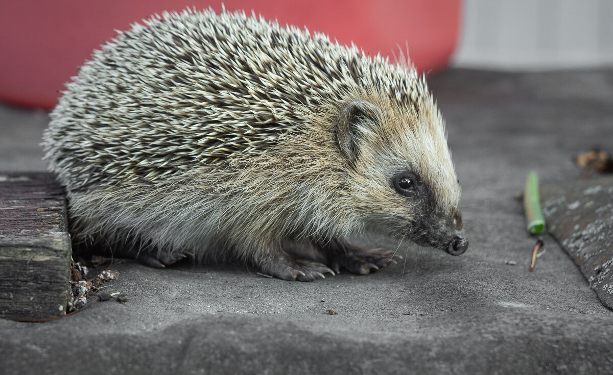 Hedgehog on old roofing material | 9 - Sergey Sonvar