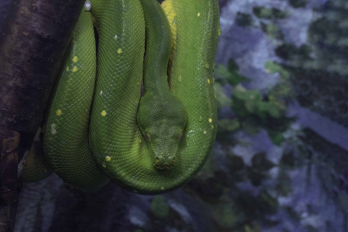 Green tree python - Al Pashang 