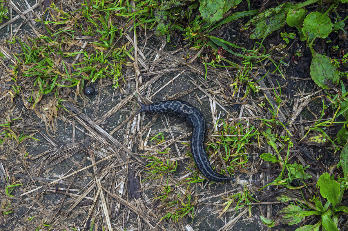 Limax cinereoniger. Чёрный слизень. - Анатолий Клепешнёв