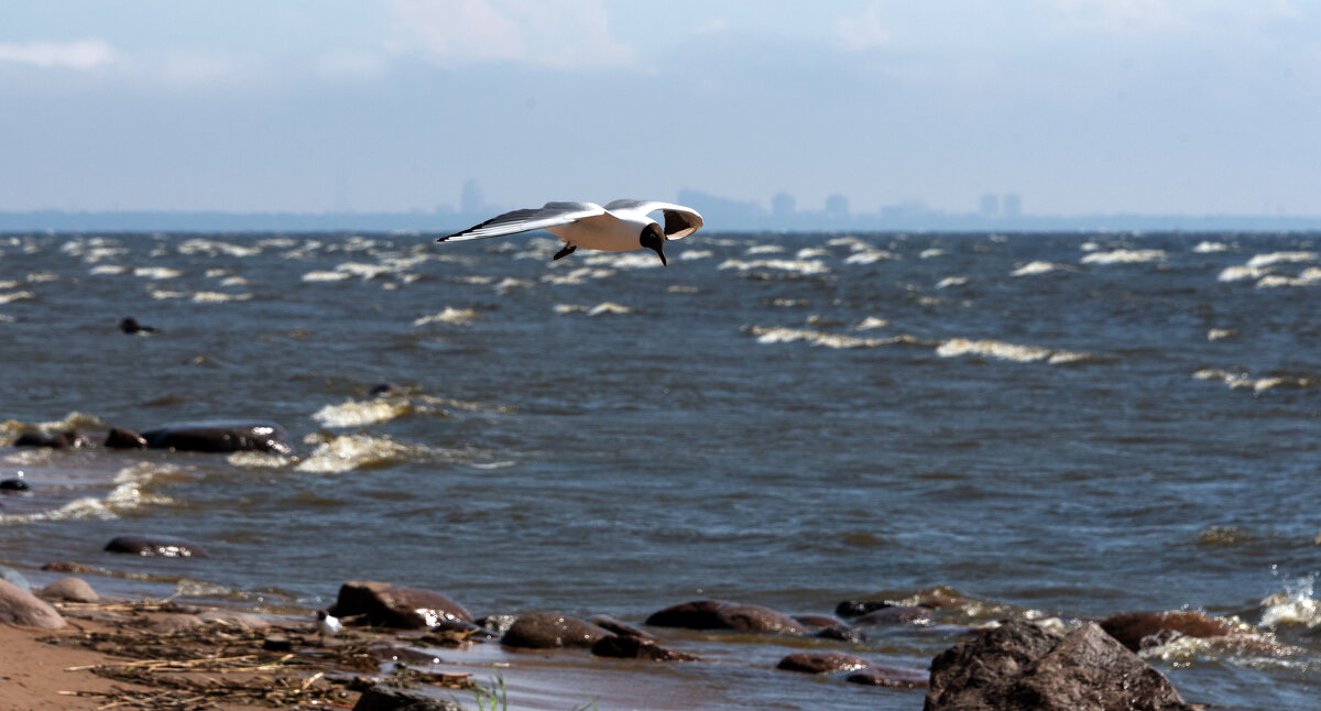 Море, камни, чайки... - Владимир Безбородов