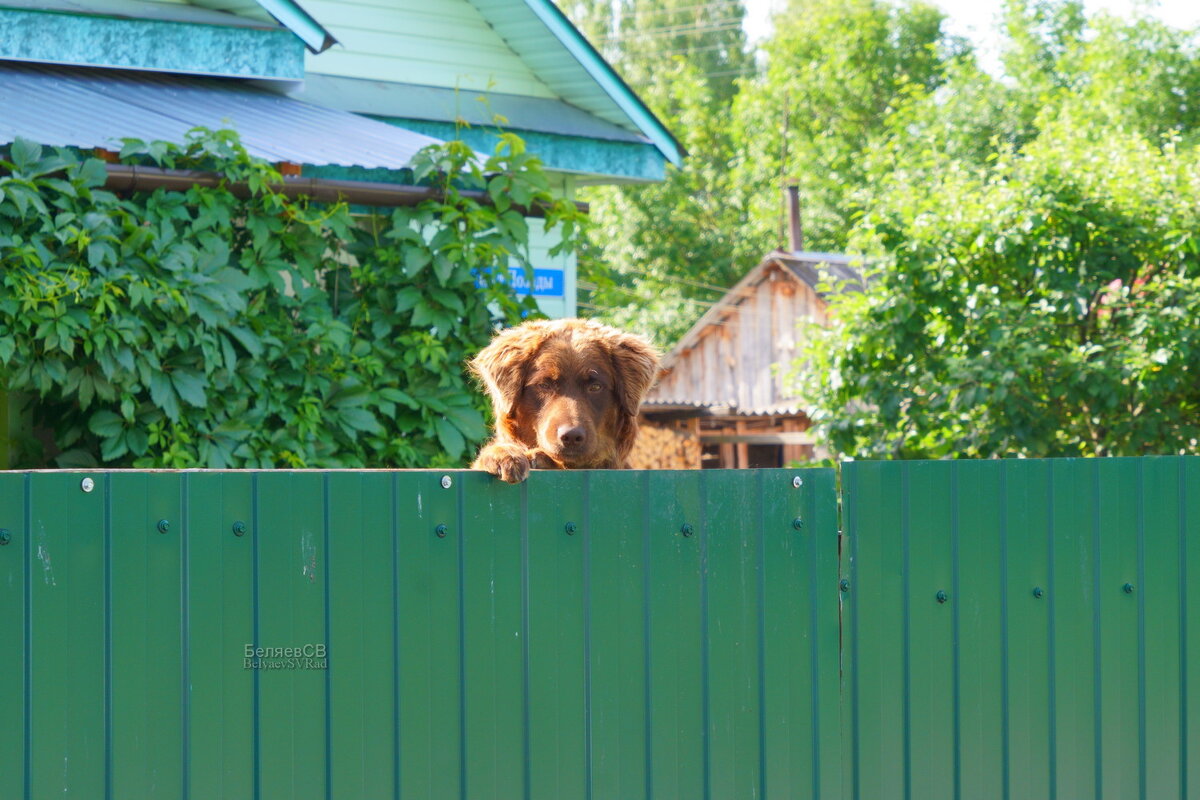 На цепи - Сергей Беляев