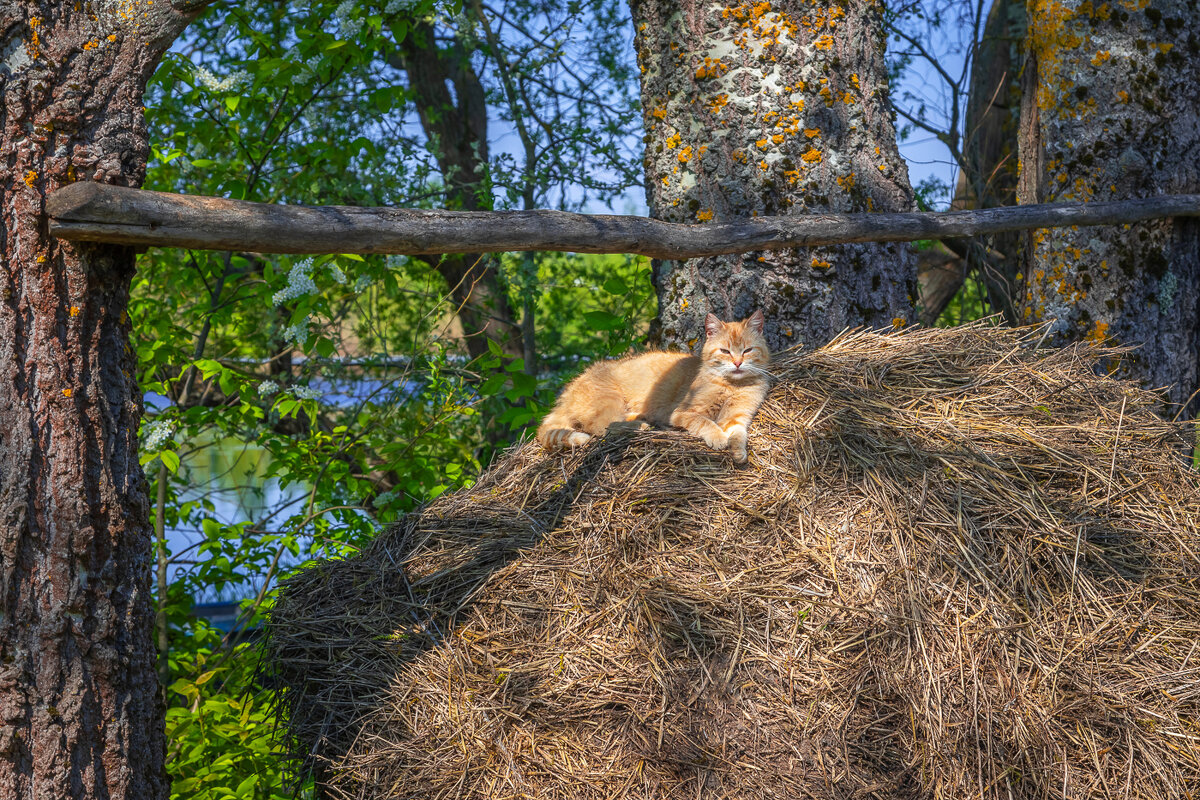 кошка на сене - Елизавета .