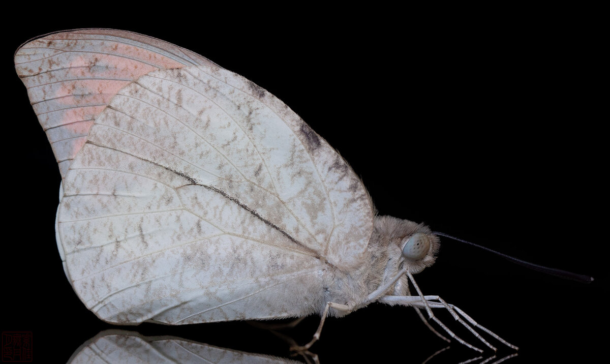 Бабочка Great Orange Tip - Станислав С.