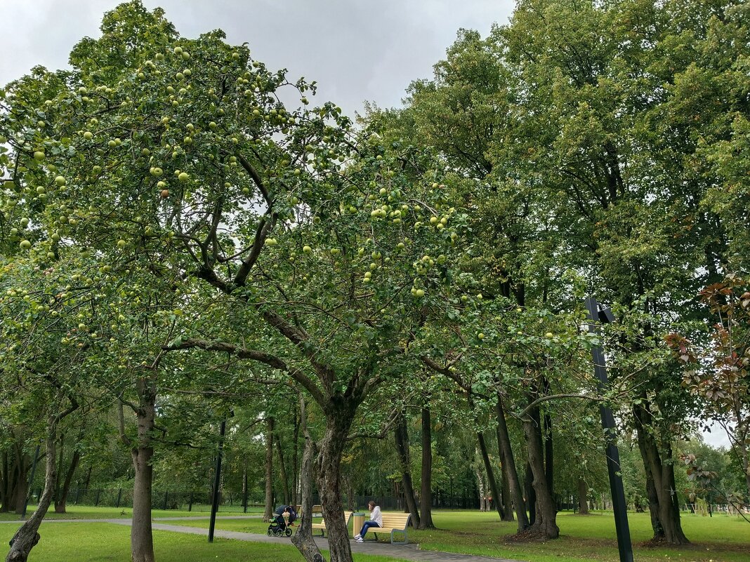 В новом парке - Мария Васильева