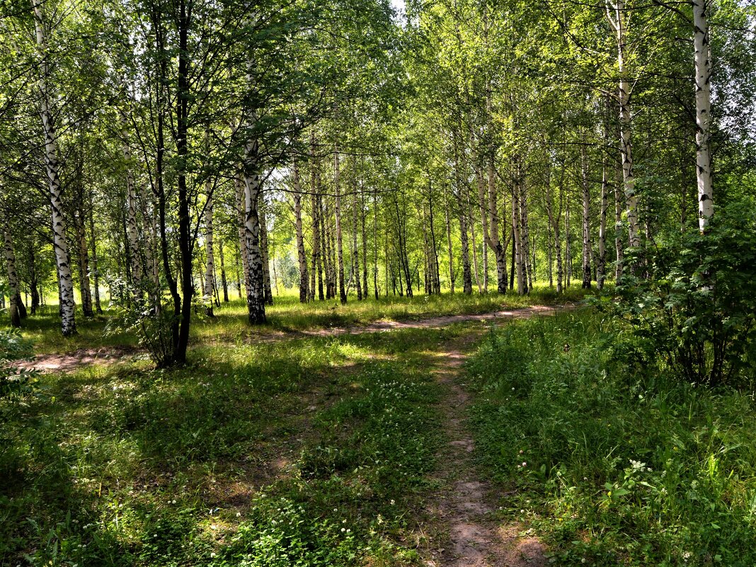 Канаш. Берёзовая роща городского парка культуры и отдыха летом. - Пётр Чернега