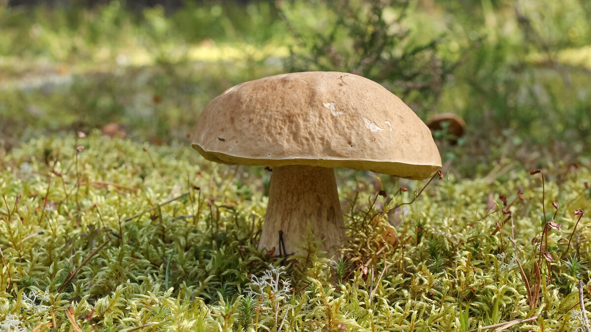 Porcini mushroom | 1 - Sergey Sonvar