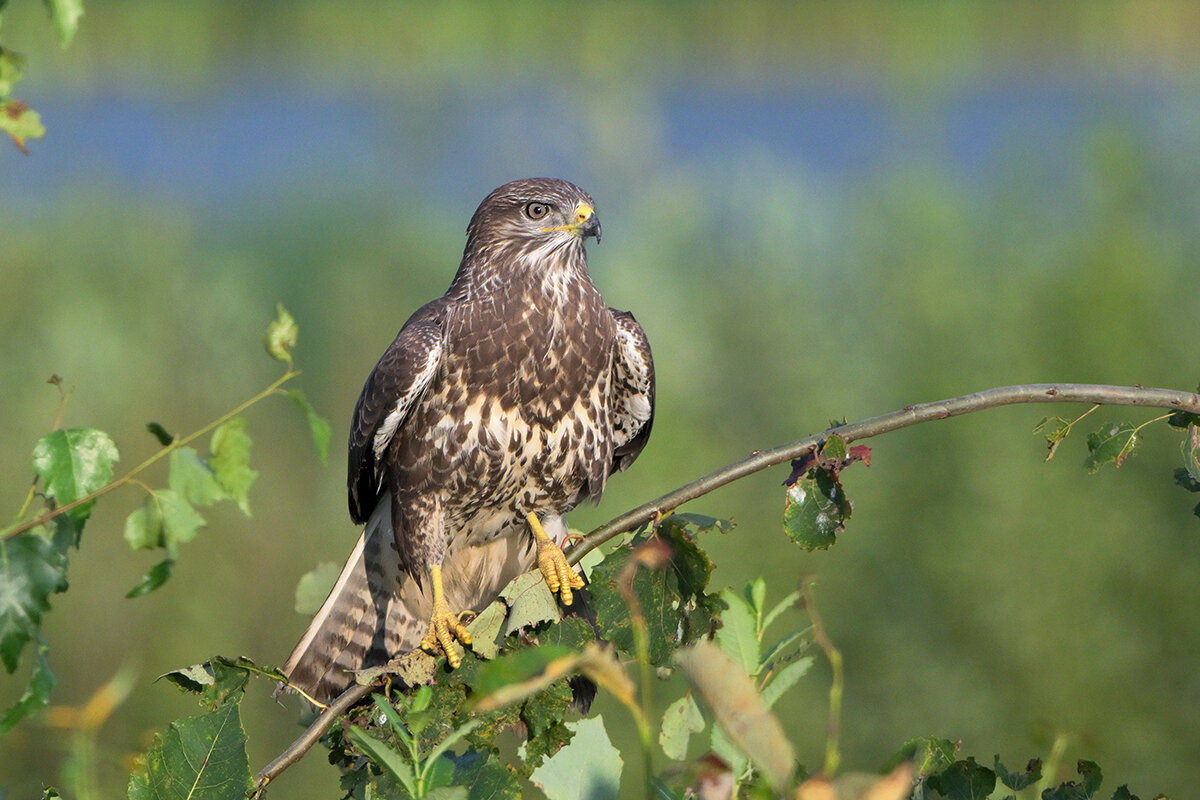 Сары́ч (Buteo buteo) - Maxim Lanin