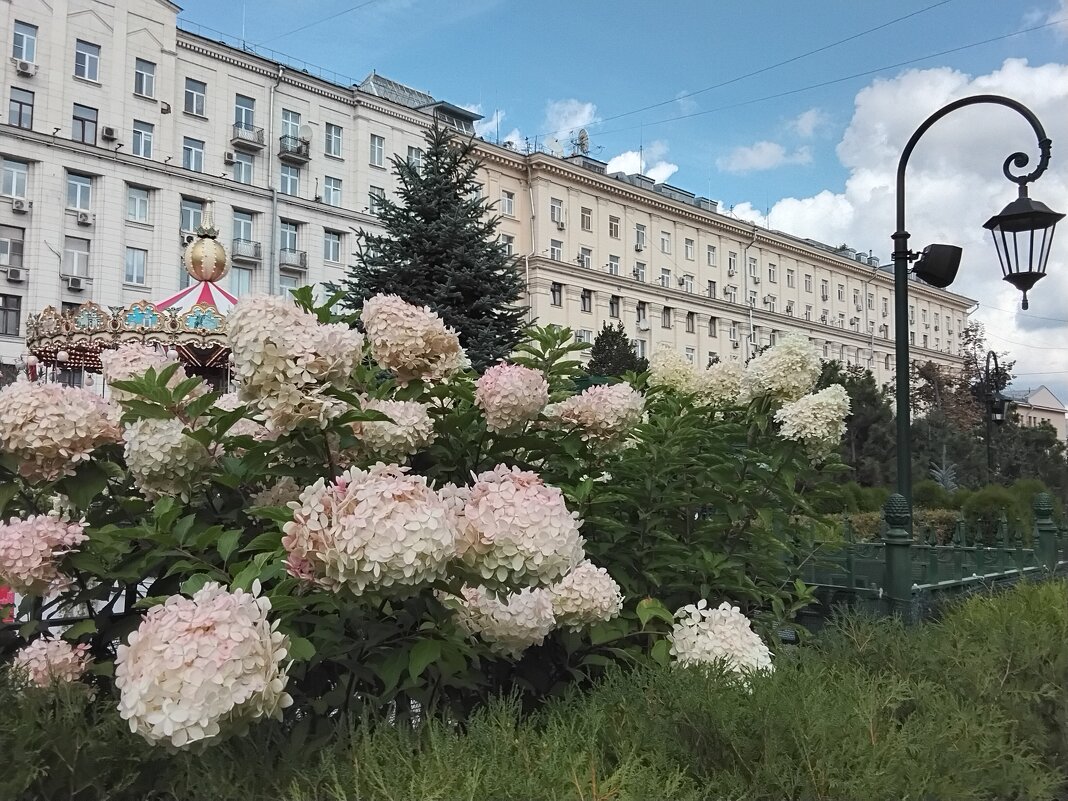 В Москве, на площади Тверской - Дмитрий Никитин