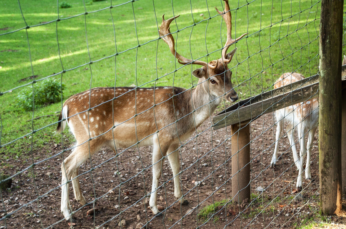 Wildpark (Rhön) - Олег Зак