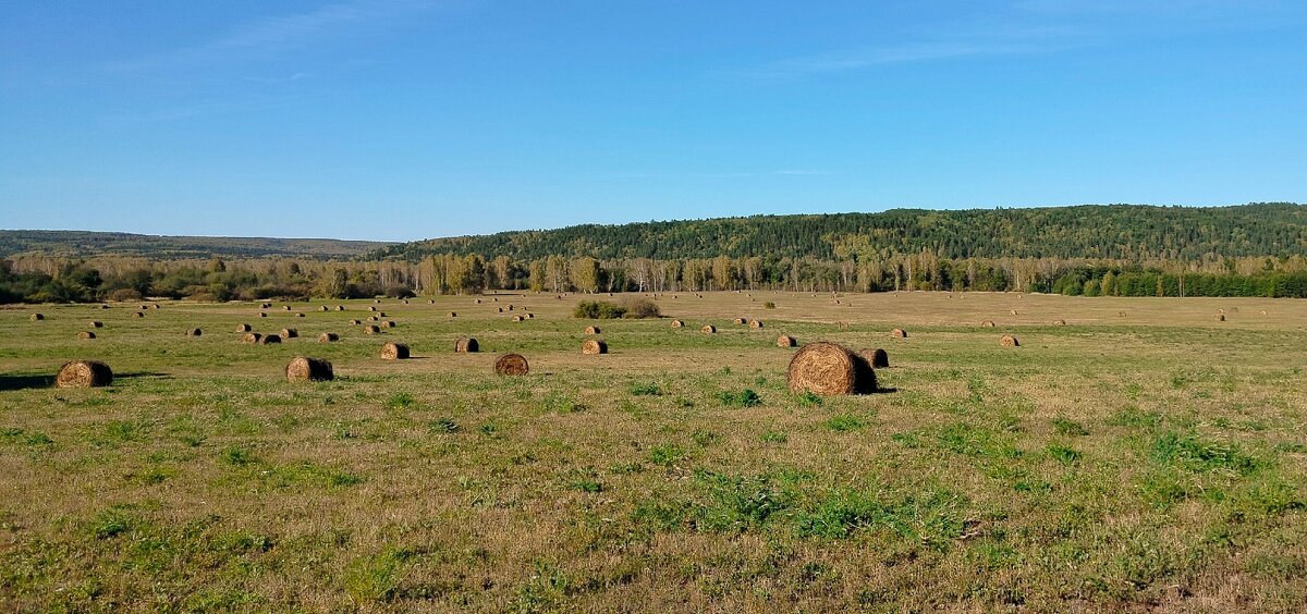 Родные просторы - Пасечник 