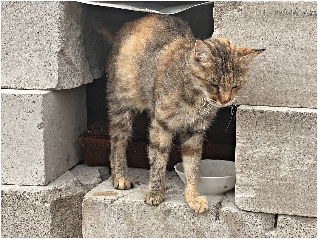 Кошка, живущая на стройке. - Валерия Комова