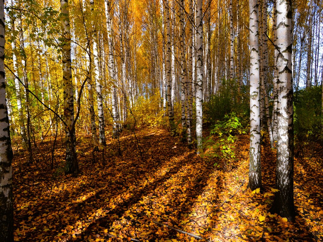 Цивильск. Берёзовые аллеи осенней лесополосы. - Пётр Чернега