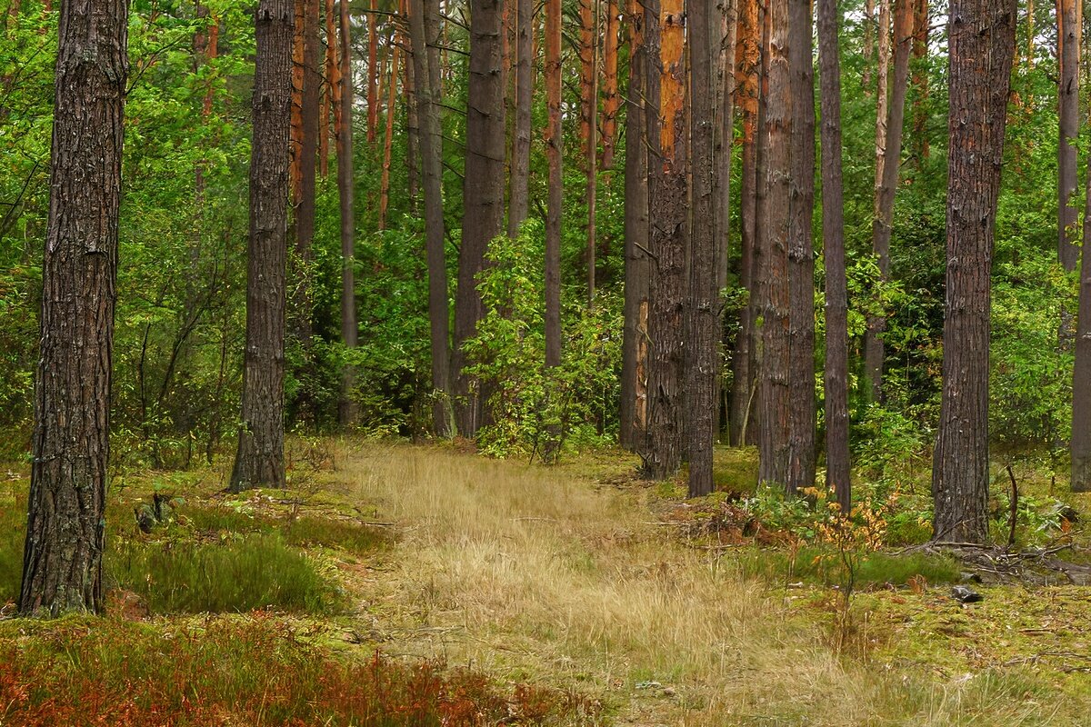 Беларусь, прогулка в осеннем лесу - Игорь Сикорский