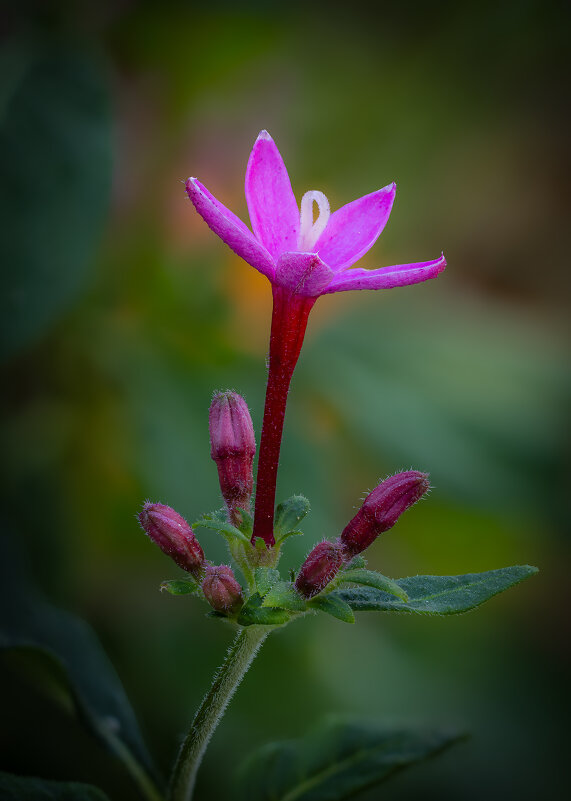 Пентас ланцетный (Pentas lanceolata) - Александр Григорьев