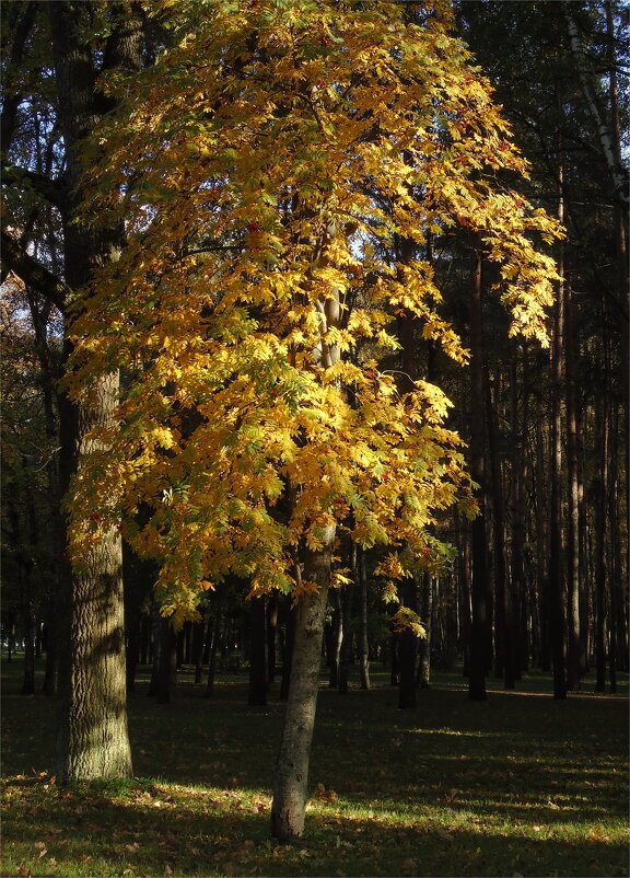 рябина - sv.kaschuk 