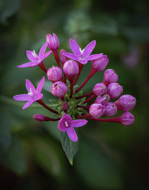 Пентас ланцетный (Pentas lanceolata) - Александр Григорьев