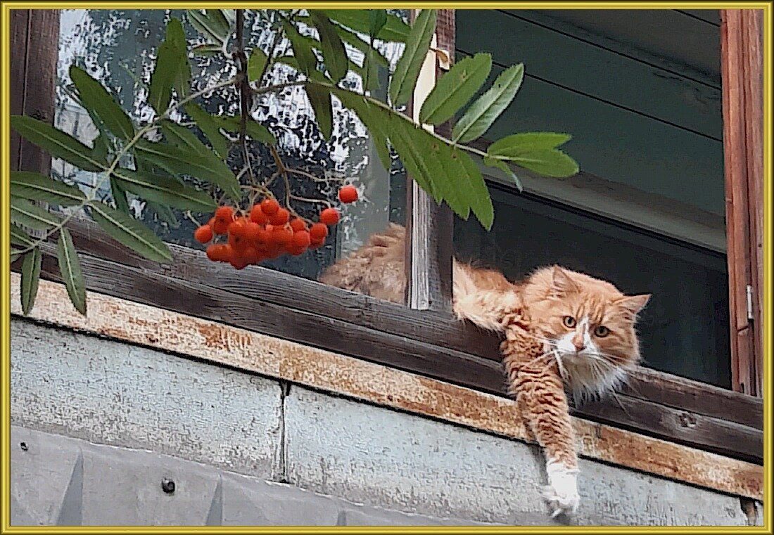 Крадётся осень рыжей кошкой! - Нина Андронова