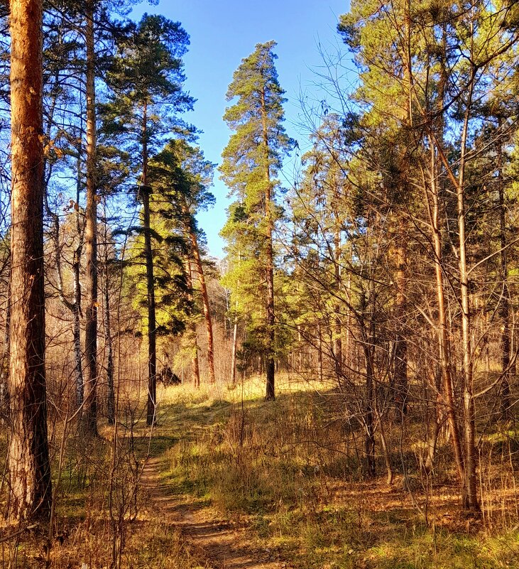 По тропинке в осенний лес . - Мила Бовкун