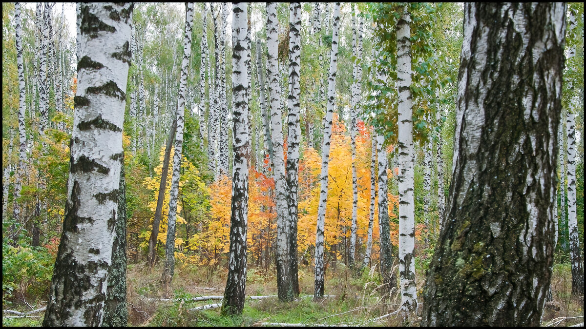 Осень - **** vedin