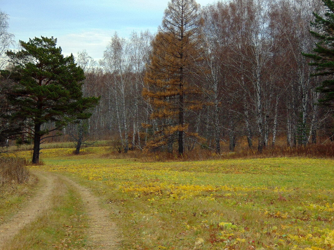 В лес. - nadyasilyuk Вознюк