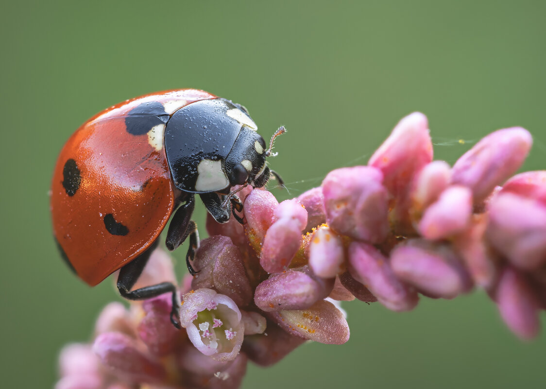 Божья коровка(Ladybugs) - Александр Григорьев