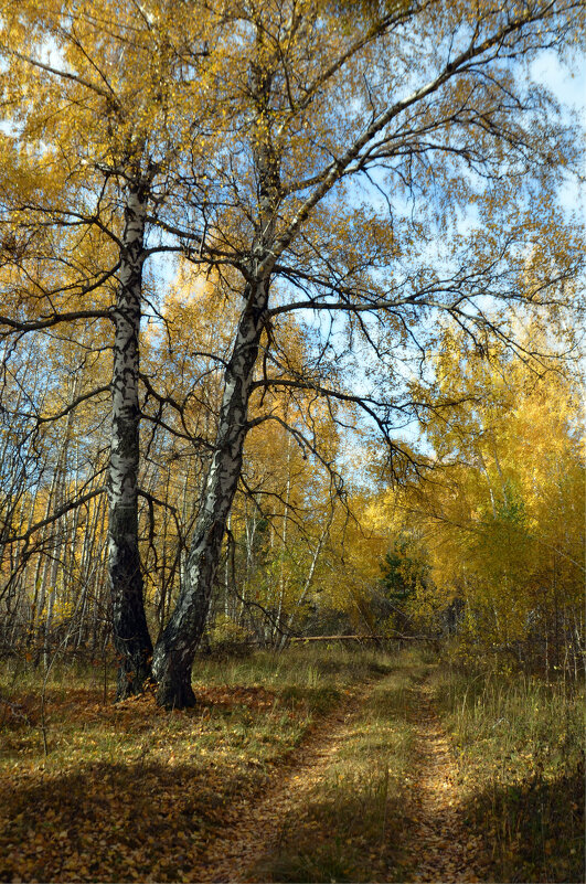 Тёплая осень. Прогулка в лес. За грибами - Сергей М 