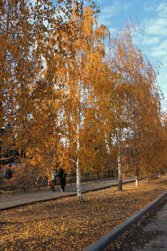 Берёзки городского парка. - Игорь Родионов