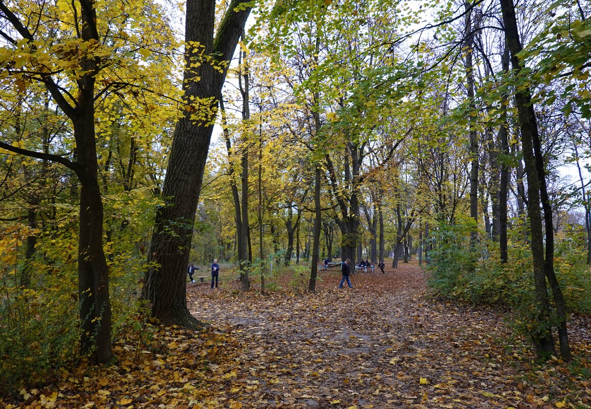 Меня обнимет листопад, Осыпав золотом осенним...... - Галина 