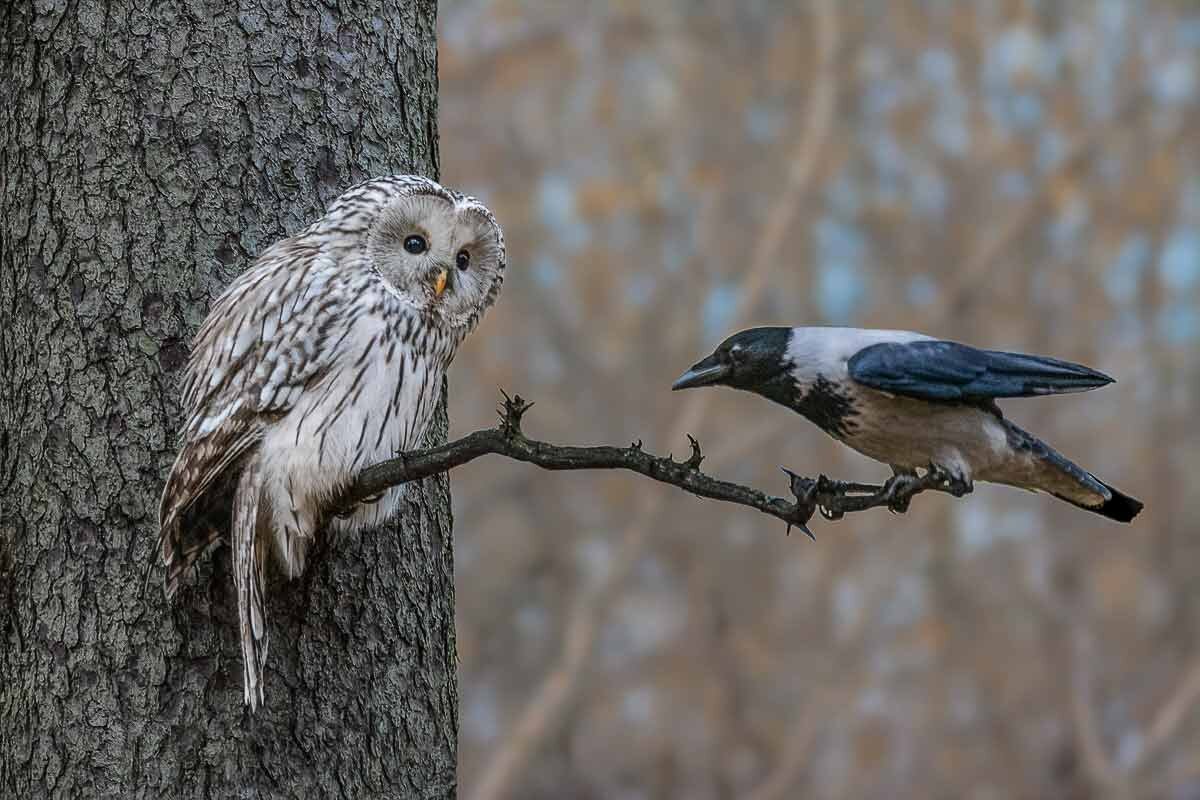 Ну что? Будем знакомиться? - Николай Охотник